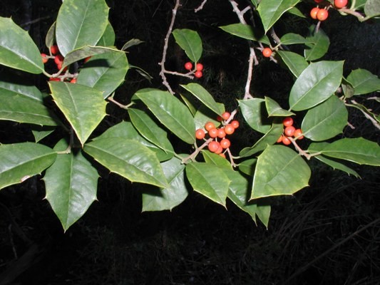 American Holly